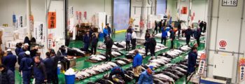 2 am Japan Time: Your order gets placed and our buyers get to work finding the absolute best fish available.